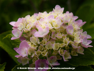 紫陽花